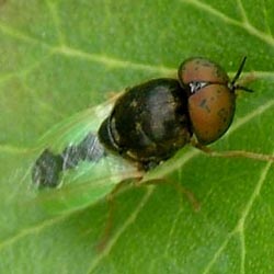 Oplodontha viridula